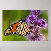 Monarchfalter auf Liatris Poster (Vorne)