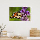 Monarchfalter auf Liatris Poster (Küche)
