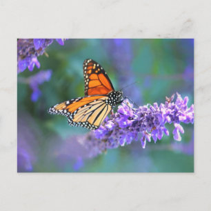 Monarchfalter auf lila Fliederblüte Postkarte