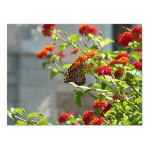 Monarchfalter auf rotem Schmetterlingsflieder Fotodruck
