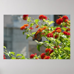 Monarchfalter auf rotem Schmetterlingsflieder Poster