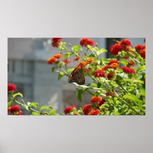 Monarchfalter auf rotem Schmetterlingsflieder Poster