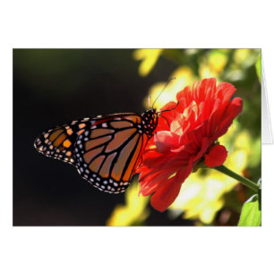 Monarchfalter auf rotem Zinnia