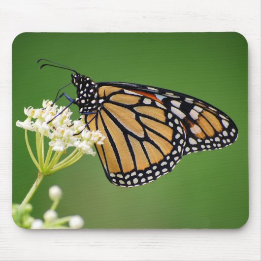 Monarchfalter auf SumpfMilkweed Mousepad (Vorne)