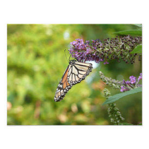 Monarchfalter auf violettem Schmetterlingsflieder Fotodruck
