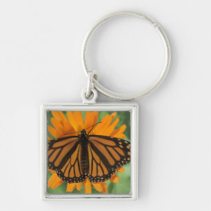 Monarchfalter (Danaus plexippus) auf Topf Schlüsselanhänger