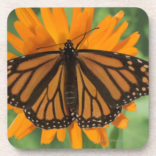 Monarchfalter (Danaus plexippus) auf Topf Untersetzer (Vorderseite)