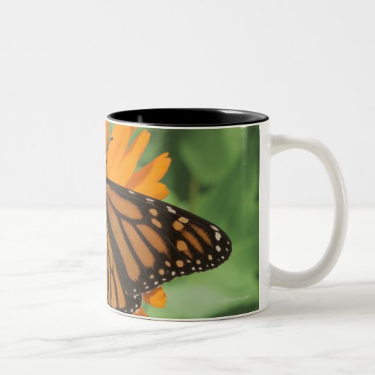 Monarchfalter (Danaus plexippus) auf Topf Zweifarbige Tasse (Rechts)