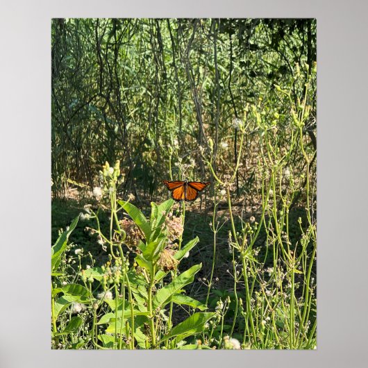 Monarchfalter-Foto-Poster Poster (Vorne)