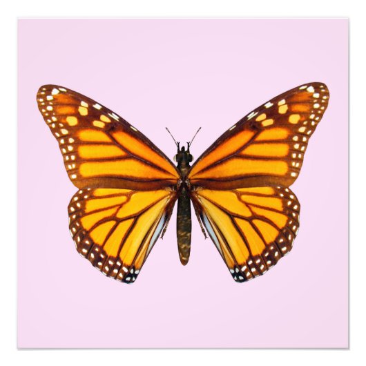 Monarchfalter Fotodruck (Vorne)
