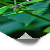 Monarchfalter in Blumen Poster (Ecke)