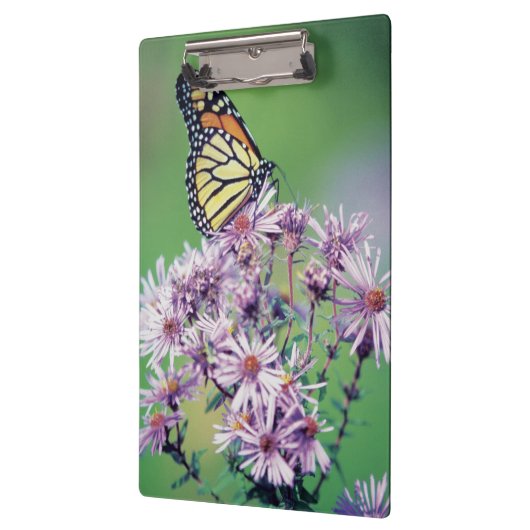Monarchfalter Klemmbrett (Links)
