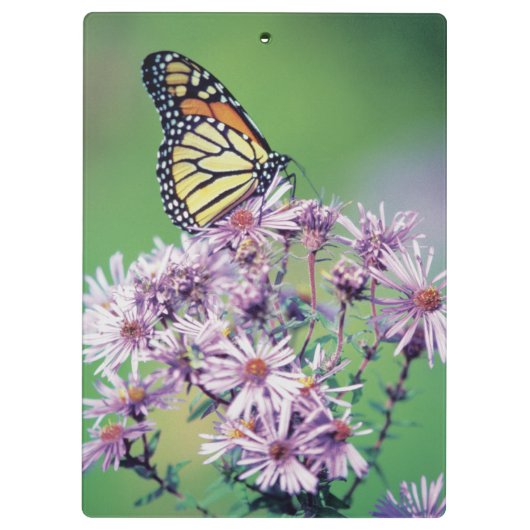 Monarchfalter Klemmbrett (Rückseite)