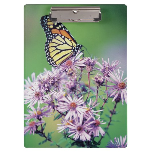 Monarchfalter Klemmbrett (Vorderseite)
