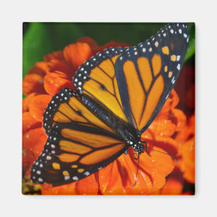Monarchfalter Magnet