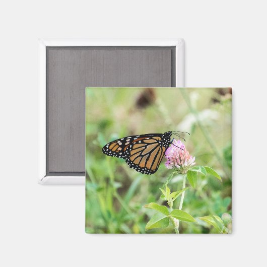 Monarchfalter Magnet (Vorderseite/Rückseite)