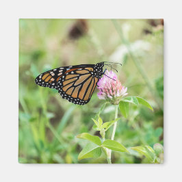 Monarchfalter Magnet