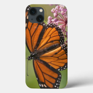 Monarchfalter-Männchen auf Sumpf-Seidenpflanze Case-Mate iPhone Hülle