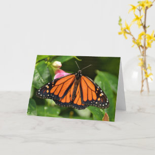 Monarchfalter Naturfotografie Blank Karte