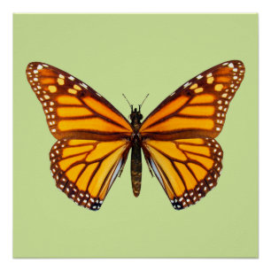 Monarchfalter-Naturwandkunst Poster