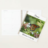 Monarchfalter Planer (Anzeige)