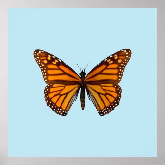 Monarchfalter Poster (Vorne)