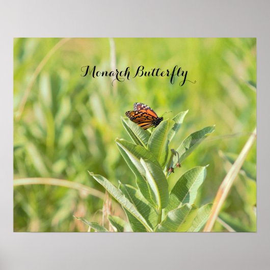 Monarchfalter Poster (Vorne)