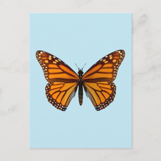 Monarchfalter Postkarte (Vorderseite)