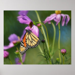 Monarchfalter und Cosmos-Blumen Kunstposter Poster