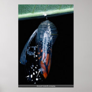 Monarchfalterauftauchen Poster