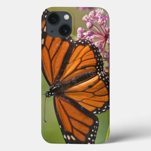 Monarchfaltermann auf SumpfMilkweed Case-Mate iPhone Hülle (Rückseite)
