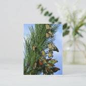 Monarchie Postkarte (Stehend Vorderseite)