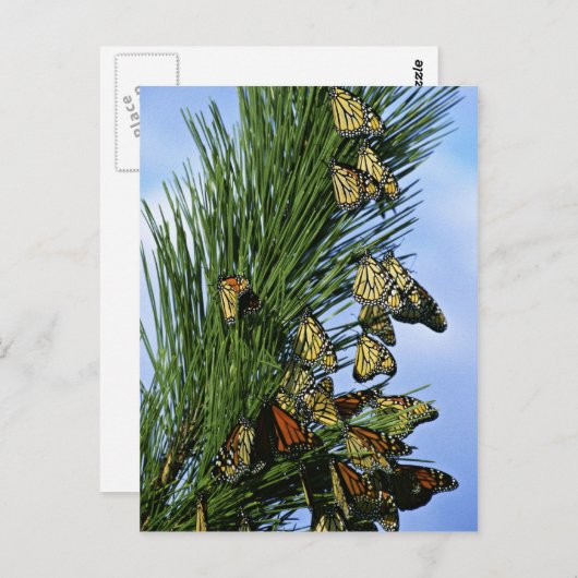 Monarchie Postkarte (Vorne/Hinten)