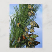 Monarchie Postkarte (Vorderseite)