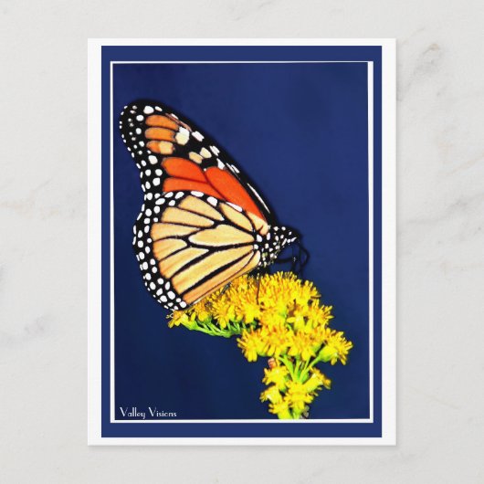 Monarchie und Gelbstreit Postkarte (Vorderseite)