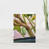 Monarchische Chrysalis-Karte (Vorderseite)