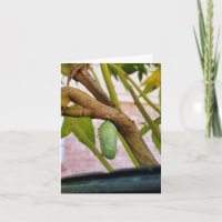 Monarchische Chrysalis-Karte