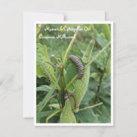 Monarchische Raupe auf der gemeinsamen Milchkweed-
