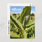 Monarchische Raupe auf der Milchkweed-Postkarte Postkarte (Vorne/Hinten)