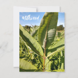 Monarchische Raupe auf der Milchkweed-Postkarte Postkarte