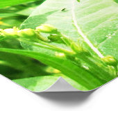 Monarchische Raupe fütternd Poster (Ecke)