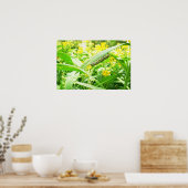 Monarchische Raupe fütternd Poster (Küche)