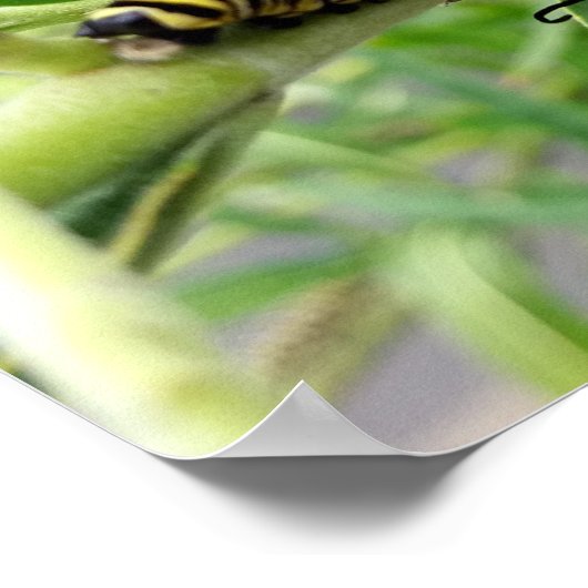 Monarchische Raupe Poster (Ecke)