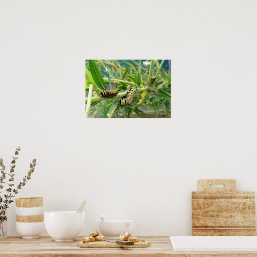 Monarchische Raupe Poster (Küche)