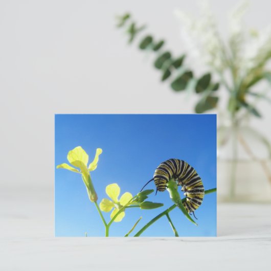 Monarchische Raupe Postkarte (Stehend Vorderseite)