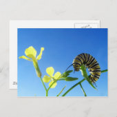 Monarchische Raupe Postkarte (Vorne/Hinten)