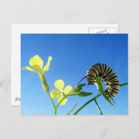 Monarchische Raupe Postkarte (Vorne/Hinten)