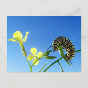 Monarchische Raupe Postkarte