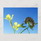 Monarchische Raupe Postkarte (Vorderseite)