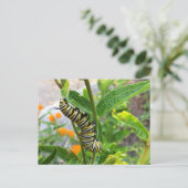 Monarchische Raupe Postkarte (Stehend Vorderseite)
